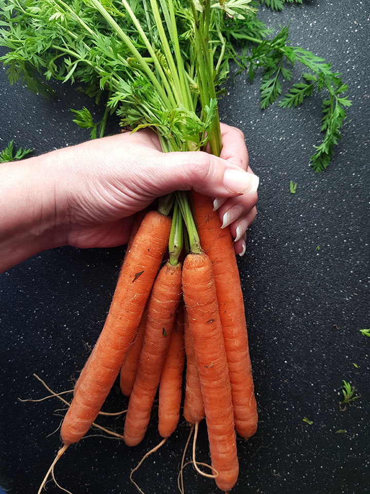 A hand holding a bunch of fresh picked carrots