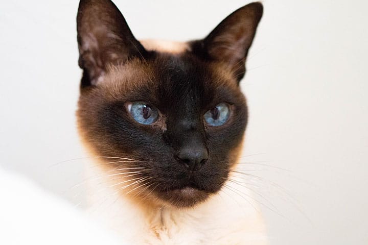 A close up of a cat with a black face and blue eyes