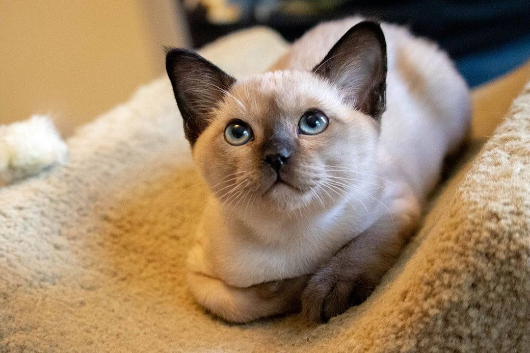 Our kitten Luka with big blue eyes