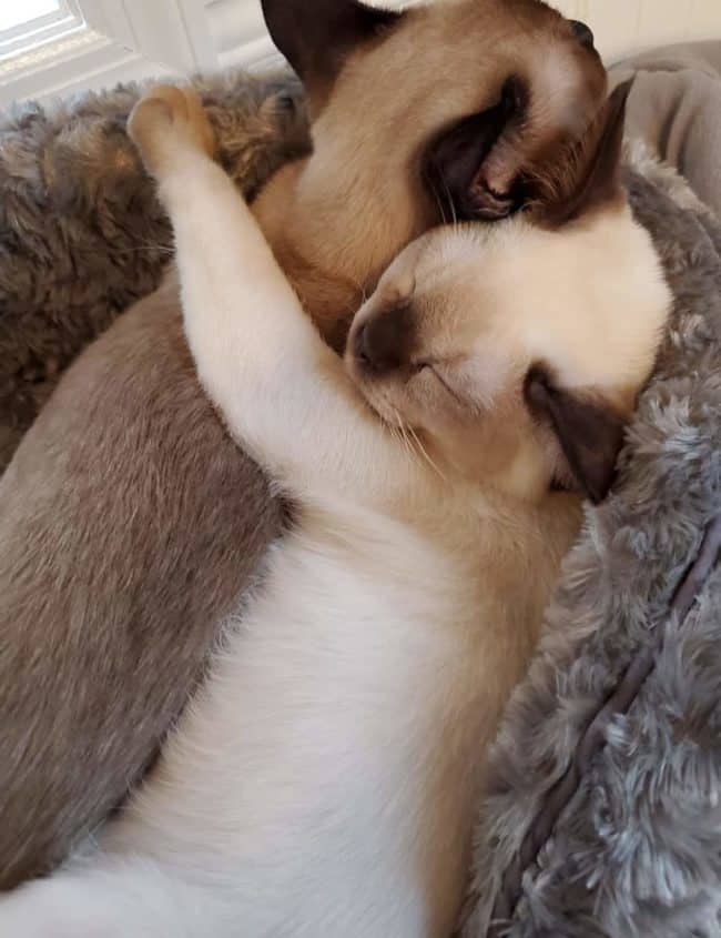 two sleeping kittens hugging