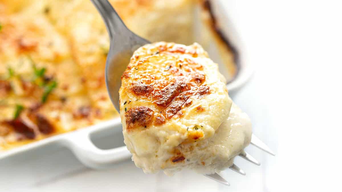 A forkful of cheesy scalloped potatoes.